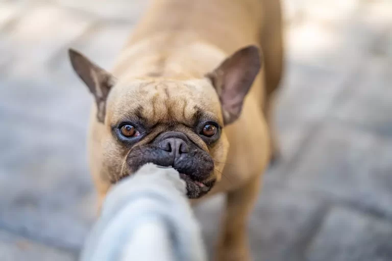 Hund bider hul i underbukser